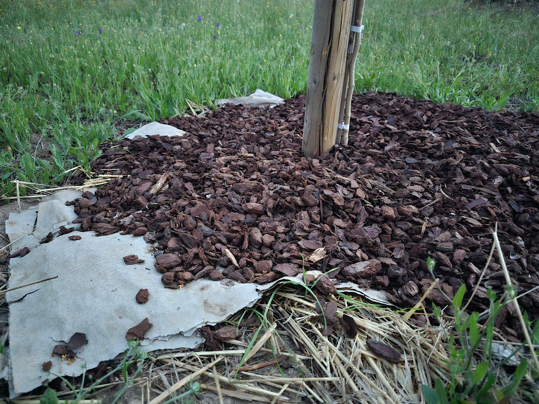 No-dig lasagne bed with deep woodchip mulch around a young white mulberry tree