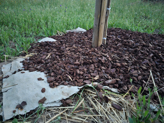 No-dig lasagne bed with deep woodchip mulch around a young white mulberry tree