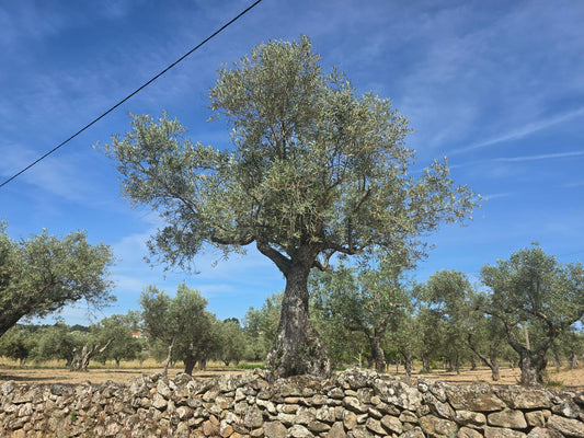 Mature olive tree growing in a permaculture food forest garden