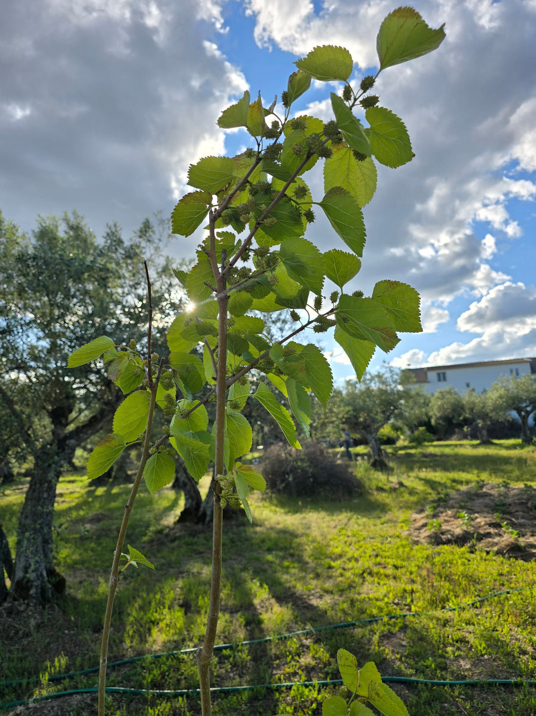 Young white mulberry tree at the bottom of our garden, one of the first canopy trees in our new food forest in Portugal.