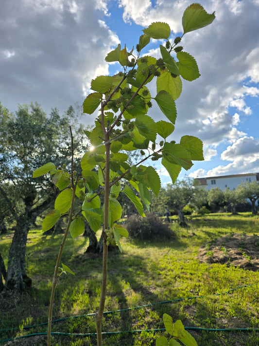 Young white mulberry tree at the bottom of our garden, one of the first canopy trees in our new food forest in Portugal.